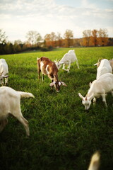 Dairy goats grazing in a field during the summer season in Ontario, Canada. © Erika Norris