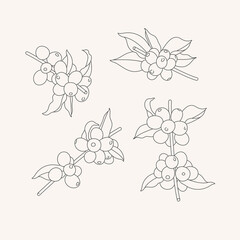 Vector line illustration set of coffee tree branches. Coffee plant with beans.