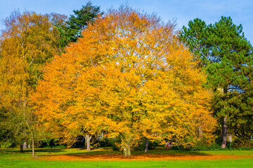 Naklejka premium autumn in the park