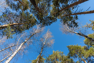 Group of white birches with yellow fall leaves and green pine trees are on a blue sky background in a park in autumn