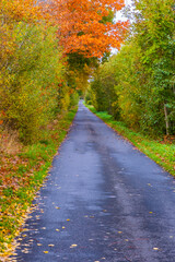 road in autumn forest