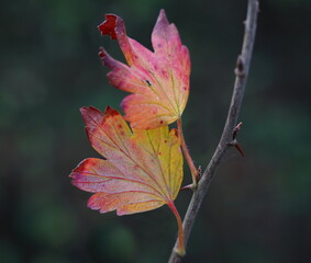 raspberry leaves in autumn,himbeerblätter im herbst