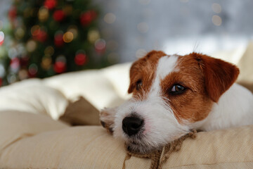 Wire Haired Jack Russell Terrier puppy as christmas present for children concept. Rough coated pup by the decorated holiday tree, festive bokeh lights. Close up, copy space, cozy interior background.