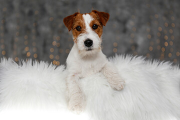 Wire Haired Jack Russell Terrier puppy as christmas present for children concept. Rough coated pup on sheepskin rug, festive bokeh lights glowing on the background. Close up, copy space.