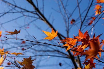 紅葉