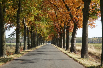 Fototapeta na wymiar Eine Allee im Herbst irgendwo in Brandenburg
