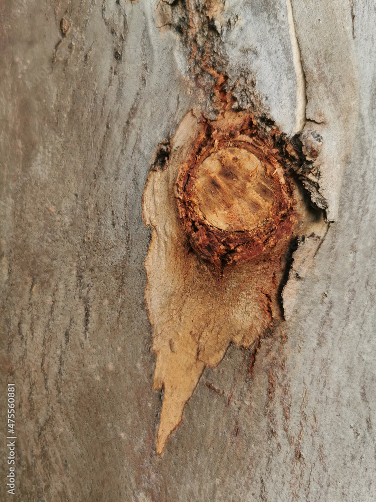 Wall mural Vertical closeup of an old tree trunk wood texture