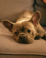 french bulldog puppy