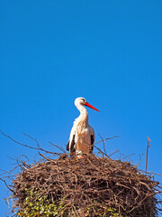Nahaufnahme eines Weißstorchs, Ciconia ciconia, auf seinem Nest vor blauem Himmel
