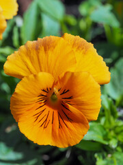 Nahaufnahme der orangefarbenen Blüte eines Stiefmütterchens, Viola 
