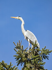 Nahaufnahme eines auf einer Tanne sitzenden Graureihers,  Ardea cinerea, vor blauem Himmel
