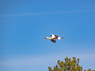 Fototapeta premium Weißstorch, Ciconia ciconia, im Flug vor blauem Himmel
