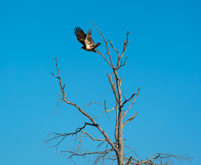 Juvenile Bald Eagle hunting from tree in farmers field at Hiwassee Sandhill Wildlife Refuge in Birchwood Tennessee.