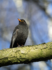 Nahaufnahme einer männlichen Amsel, Turdus merula,  auf einem Ast