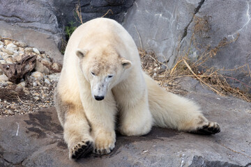View of a beautiful polar bear in its habitat