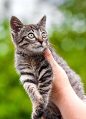 Home kitten in the hands of a woman close-up on the background of tree leaves in summer