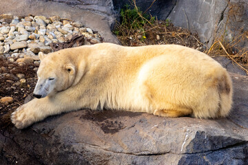 View of a beautiful polar bear in its habitat