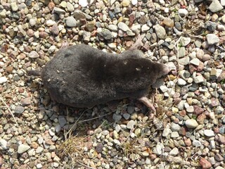 A rare picture: mole above ground and during the day