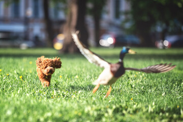 Brown poodle dog cute 