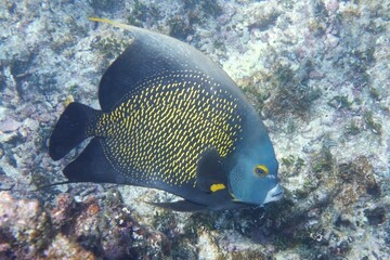 Fototapeta na wymiar Pomacanthus paru, gallineta negra, French angelfish in Tulum, Quintana Roo, Mexico