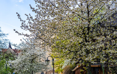 Obraz premium Historical buildings and blooming threes in Preysing street, Haidhausen Germany 
