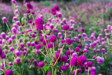 Globe Amaranth or Bachelor Button flower garden. Wild purple flower nature in garden, purple Globe Amaranth background