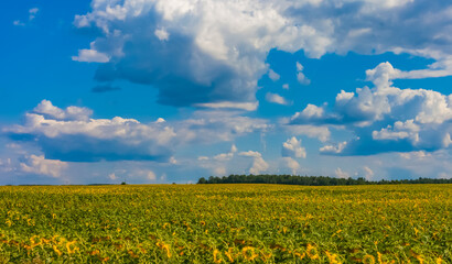 A field with a sunflower on the background of a blue sky with white clouds in summer