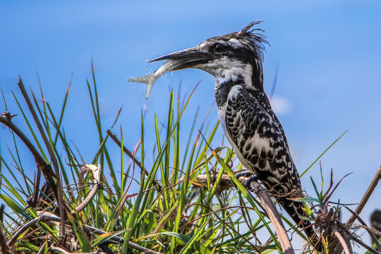 Kingfisher