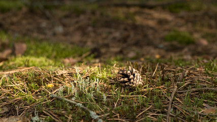 Forest moss, an interesting and useful plant