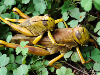 Closeup shot of grasshopper mating process