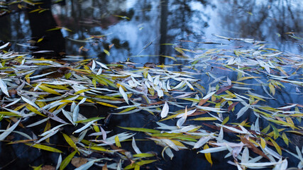 Willow leaves lie on the water as a carpet