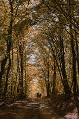 
Mountains, nature, a walk in the autumn forest, landscape. In the woods