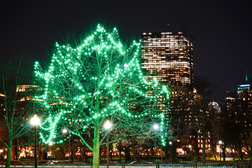 Holiday lights on Tree in Boston, MA
