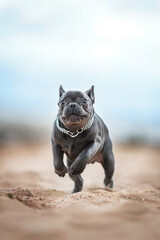 Cute dog puppy French bulldog is playing on the beach