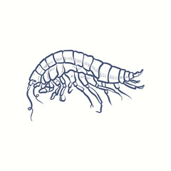 Vector shrimp hand drawn sketch . Sketch vector food illustration. Vintage style