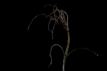 Closeup of dried dendrobium linearifolium isolated on a black background