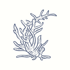 Seaweeds silhouettes. Underwater coral reef, hand drawn sea kelp plant, isolated marine weeds outdoor ocean.