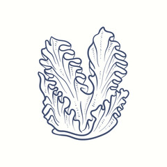 Seaweeds silhouettes. Underwater coral reef, hand drawn sea kelp plant, isolated marine weeds outdoor ocean.