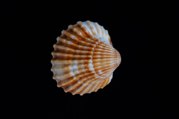 shell clam sea sea seafood on black background close-up