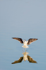 beautiful birds of nature