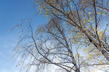 Group of white birches with yellow fall leaves are on a blue sky background in a park in autumn