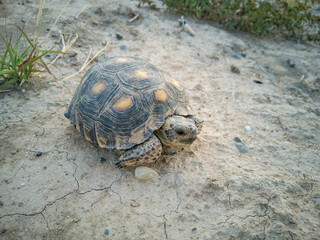 tortuga del desierto mexicano