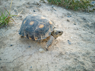 tortuga del desierto mexicano