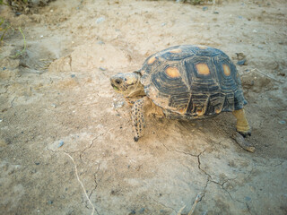 tortuga del desierto mexicano