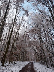 Lörrach. Colline de Tüllinger (Tüllinger Berg). Le sentier de randonnée en forêt de Tüllinger bordé de hauts hêtres enneigés