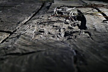 old ruined wooden table in the pine forest