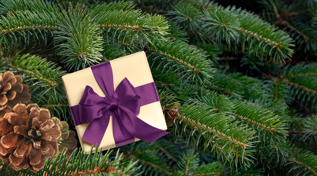 New year Gift box with purple violet ribbon on the background of christmas tree branches