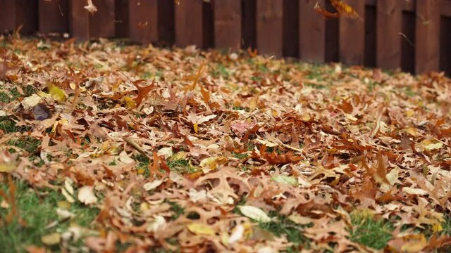 Leaves falling in the yard in autumn in slow motion at 120fps