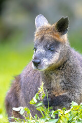 Swamp wallaby Wallabia bicolor sitting