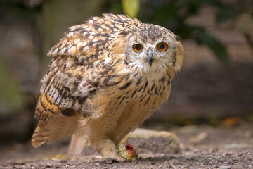 Indian eagle-owl, the rock eagle-owl or Bengal eagle-owl, Bubo bengalensis, eating